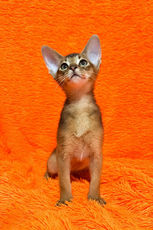 Boomer | abyssinian kitten