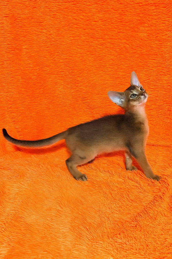 Boomer | abyssinian kitten