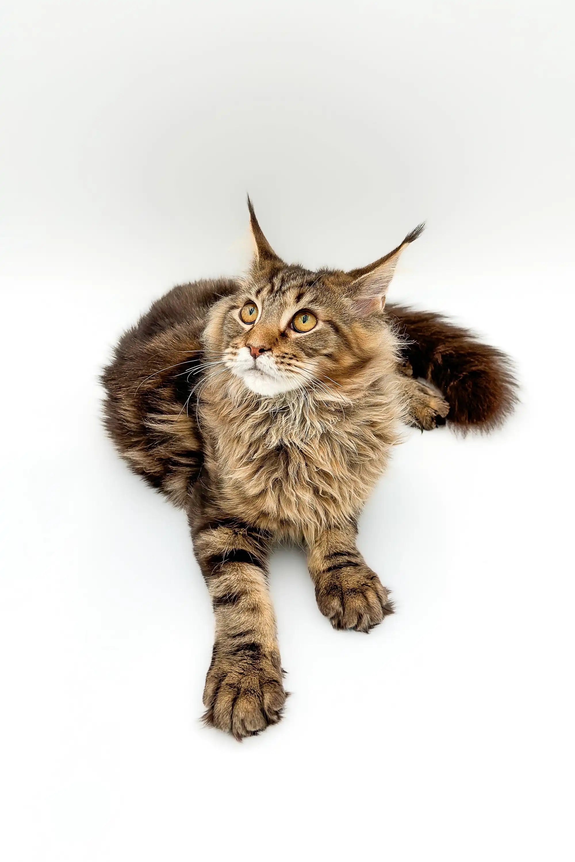 Maine Coon Kittens for Sale Boots | Kitten