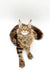 Cute Maine Coon kitten with fluffy fur and ear tufts ready for your Boots collection