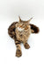 Maine Coon kitten with fluffy fur and ear tufts lounging on a white surface