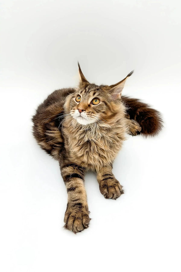 Maine Coon kitten with fluffy fur and ear tufts lounging on a white surface