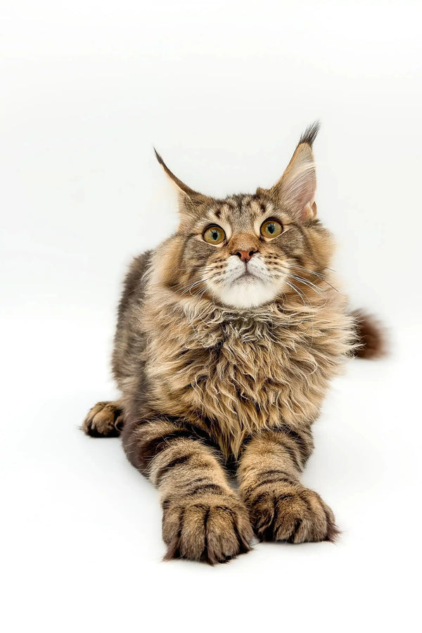 Fluffy Maine Coon kitten with ear tufts lounging cutely in Boots