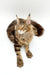 Long-haired Maine Coon kitten with ear tufts lounging on a white surface