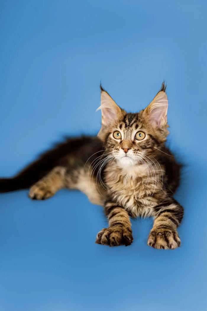Maine Coon Kittens for Sale | Cats For Boots | Kitten