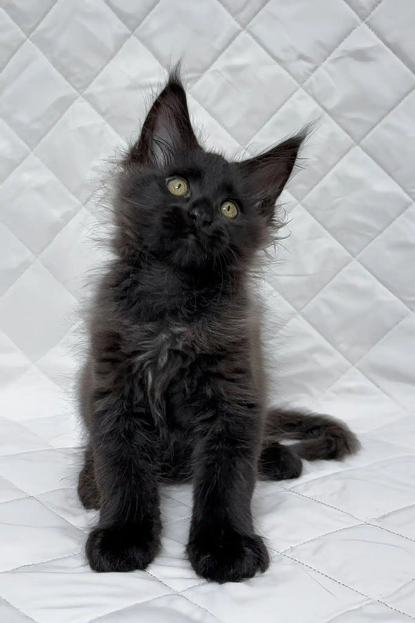 Boris | maine coon kitten