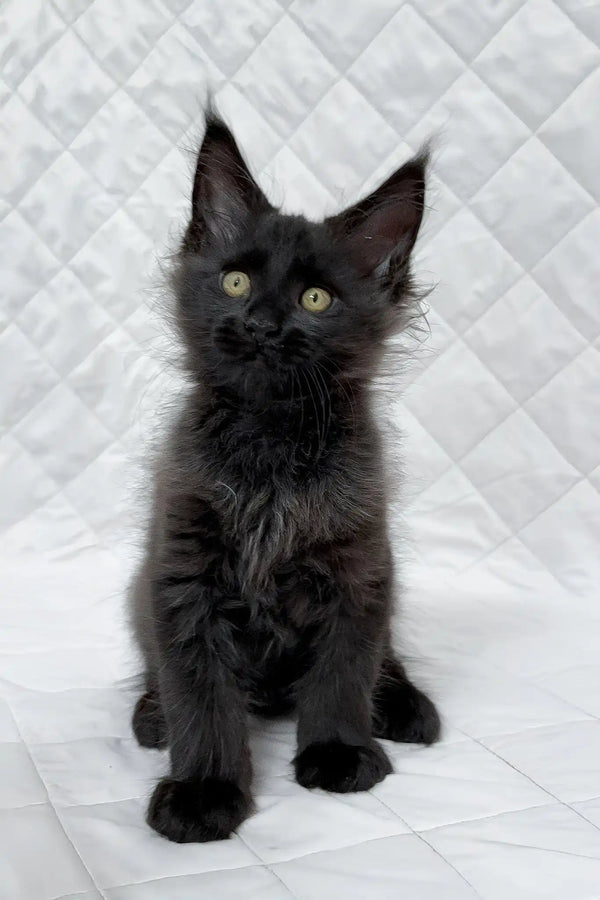 Boris | maine coon kitten