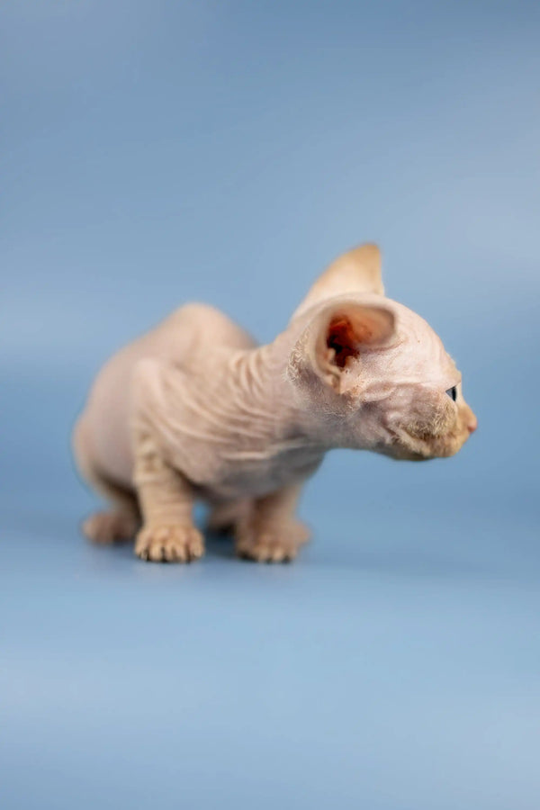 Adorable Hairless Sphynx Kitten Boris with wrinkled skin and big ears