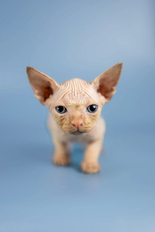 Cute Sphynx kitten named Boris with large ears and wrinkled skin