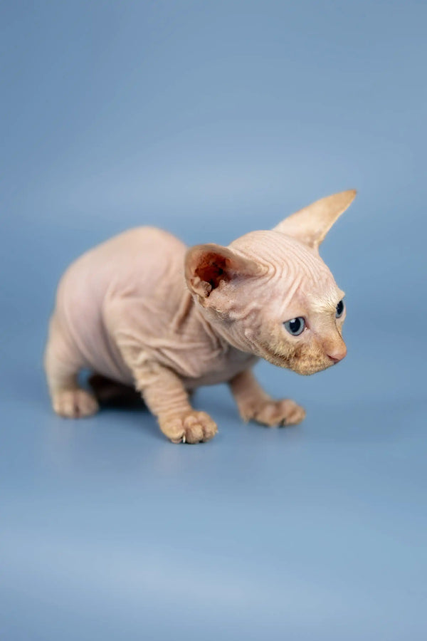Adorable Hairless Sphynx Kitten Boris with wrinkled pink skin and stunning blue eyes