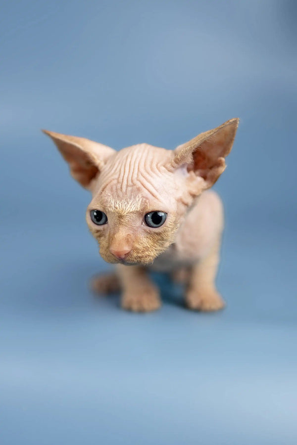 Adorable Hairless Sphynx kitten Boris with big ears and cute wrinkled skin