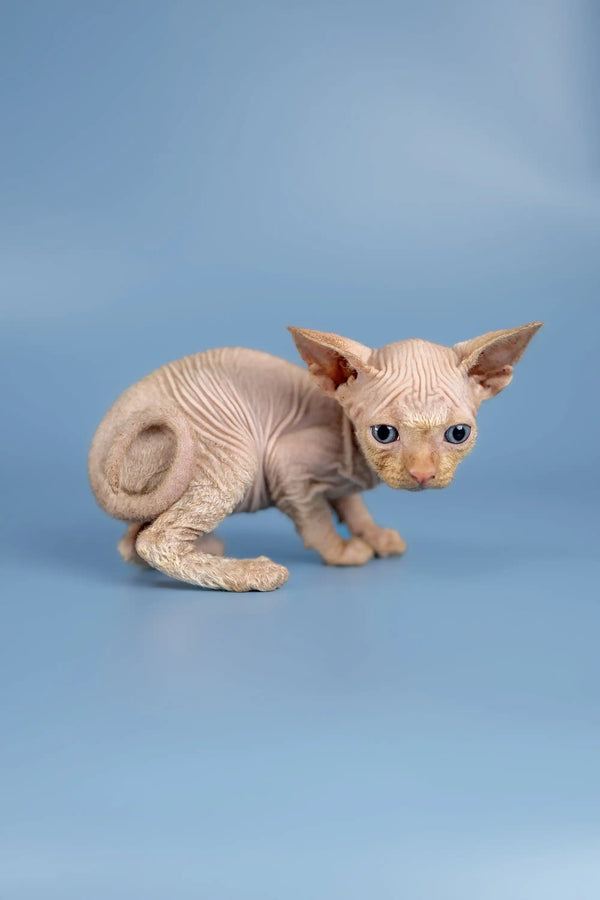 Adorable Hairless Sphynx kitten named Boris with wrinkled skin and big ears