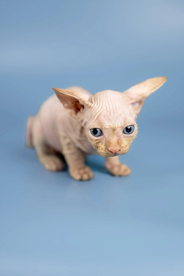 Adorable Hairless Sphynx kitten named Boris with big blue eyes and wrinkled skin