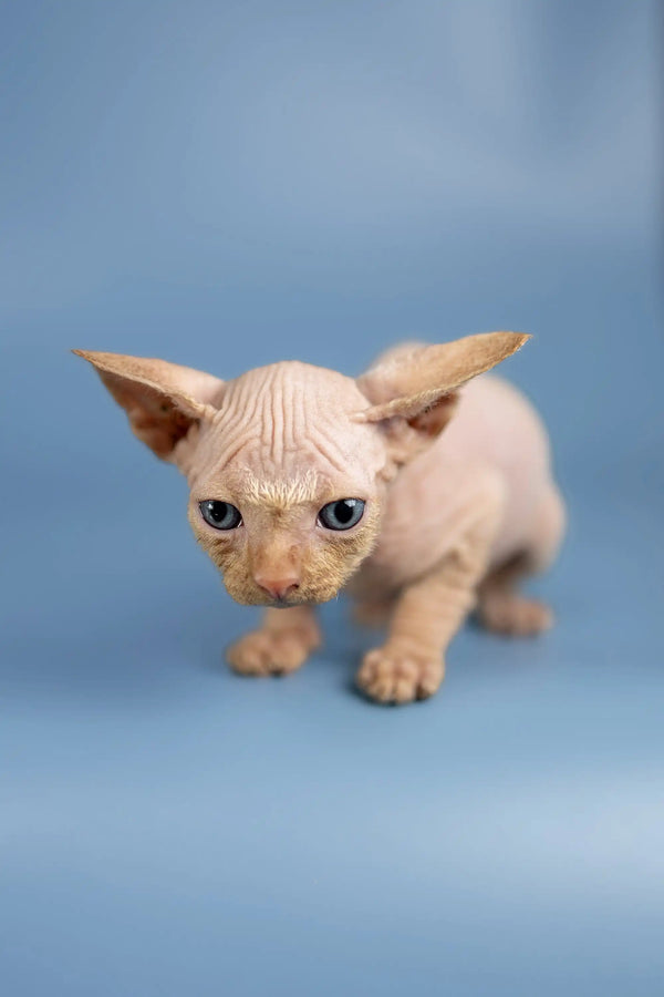 Adorable Hairless Sphynx kitten named Boris with cute wrinkled pink skin and big ears