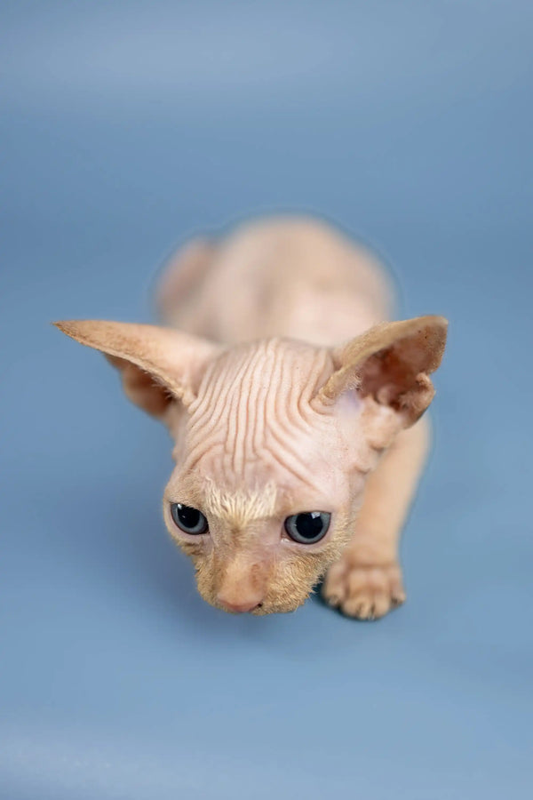 Adorable Hairless Sphynx kitten named Boris with big ears and charming wrinkles