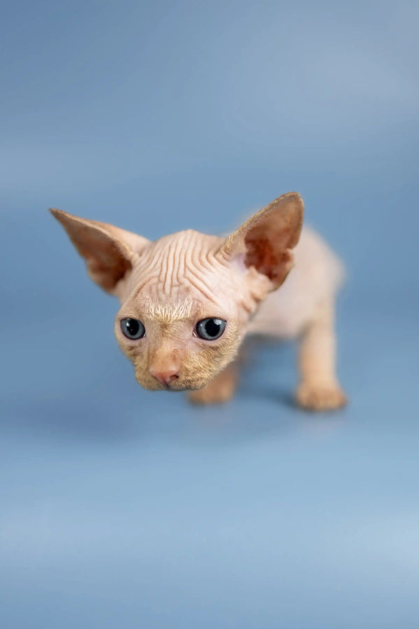 Adorable Hairless Sphynx Kitten Boris with big ears and cute wrinkled skin