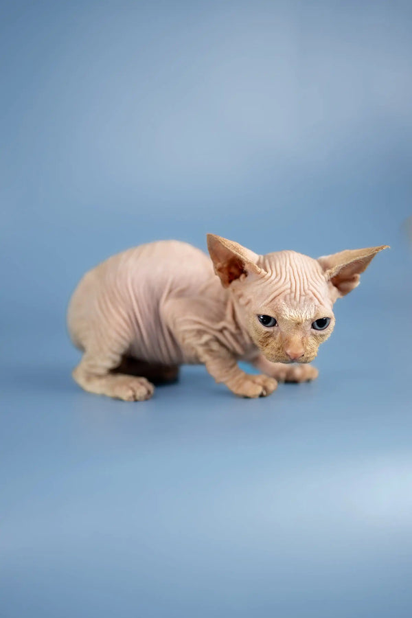Adorable Hairless Sphynx kitten named Boris with wrinkled pink skin and big ears