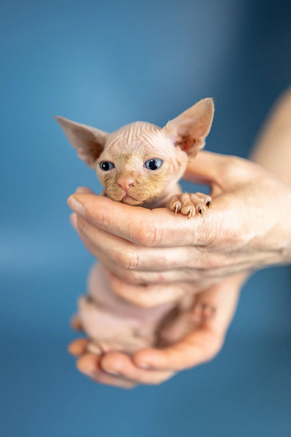 Adorable Hairless Sphynx Kitten Boris with big ears and blue eyes in hands