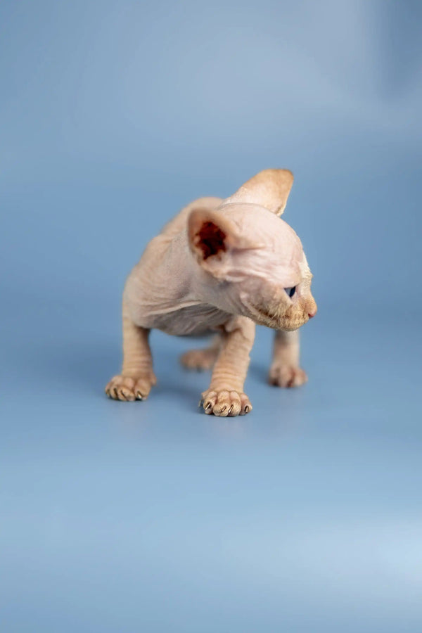 Sphynx kitten Boris showing off his adorable wrinkled skin on a surface