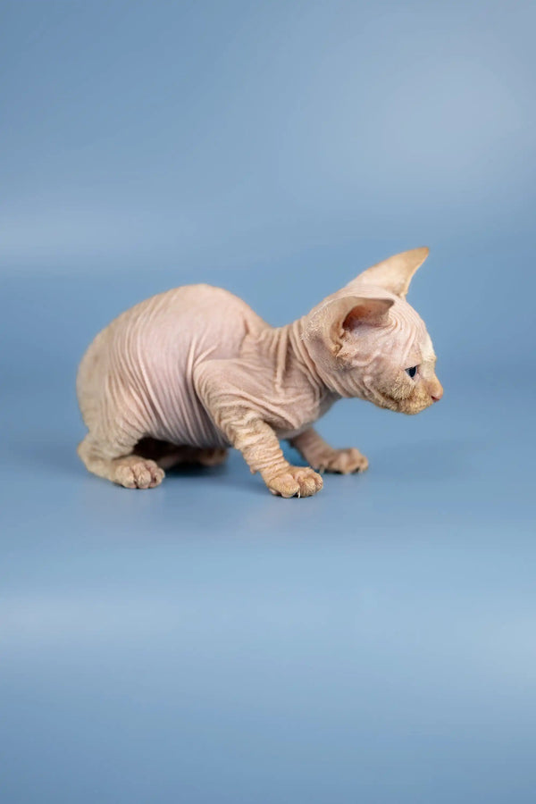 Cute Hairless Sphynx kitten Boris with wrinkled pink skin and big ears