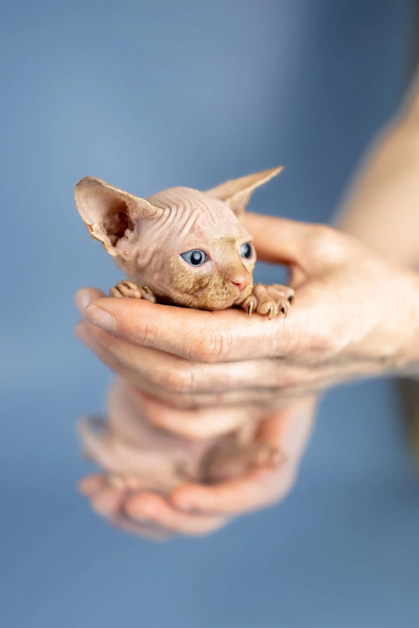 Hairless Sphynx kitten Boris with blue eyes cuddled in human hands