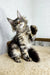 Playful Maine Coon kitten with fluffy fur and raised paw in Borrow Maine Coon