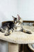 Long-haired tabby cat chilling on a carpeted cat tree, perfect for your Maine Coon kitten