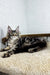 Long-haired tabby cat lounging on carpet, perfect for Borrow Maine Coon Kitten lovers