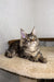 Long-haired tabby Maine Coon kitten lounging on a plush surface, perfect for Borrow Maine Coon