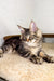 Long-haired tabby lounging on a soft surface with a Borrow Maine Coon Kitten vibe