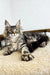 Long-haired tabby cat relaxing on carpet, perfect for Borrow Maine Coon Kitten lovers