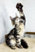 Maine Coon Kitten with one paw raised, perfect for Borrow Maine Coon fans