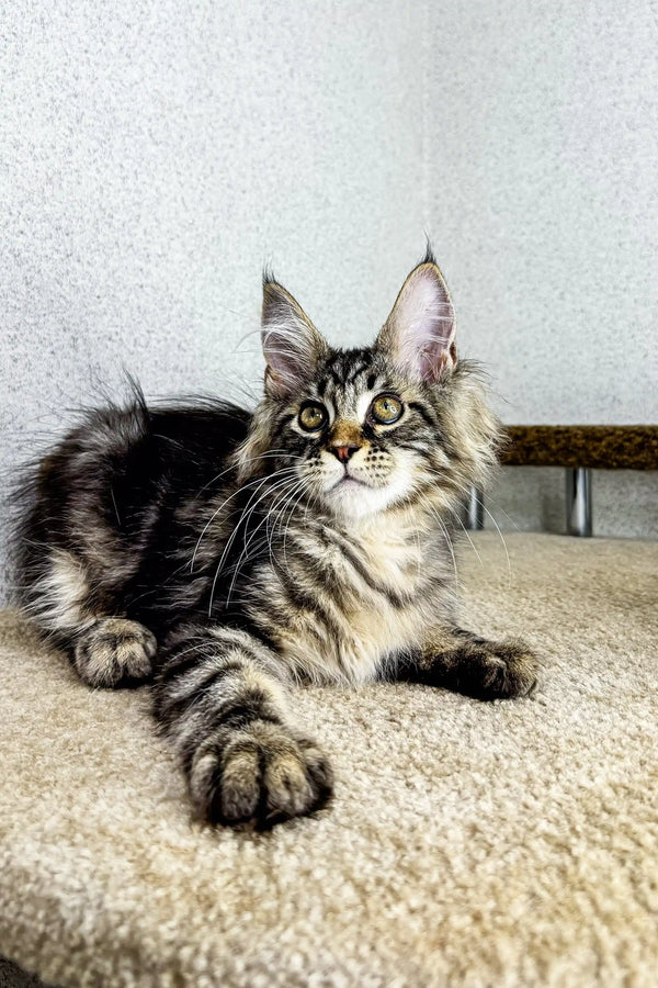 Cute Maine Coon kitten with ear tufts and long fur from Borrow Maine Coon