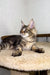 Maine Coon kitten relaxing on a comfy carpet in Borrow Maine Coon product