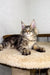 Long-haired tabby cat relaxing on a platform from Borrow Maine Coon Kitten collection