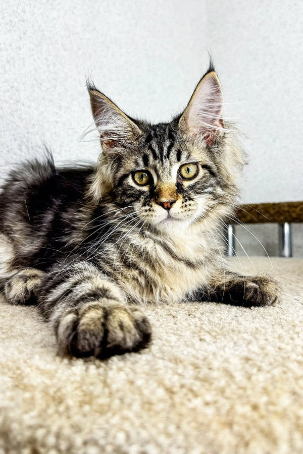 Long-haired tabby Maine Coon kitten with green eyes relaxing on a cozy carpet