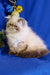 Cream-colored Himalayan cat with Christmas ornaments next to Bosko Persian Kitten