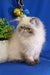 Fluffy Himalayan cat with dark points lounging by cute decorative ornaments near Bosko