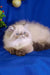 Fluffy Himalayan cat with blue eyes lounging in Bosko Persian Kitten product