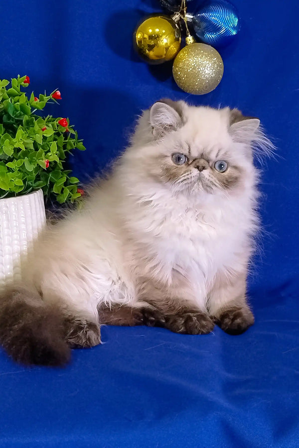 Fluffy white Persian kitten Bosko with dark points and cute flat face