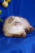 Fluffy white and brown Himalayan cat lounging, perfect for Bosko Persian Kitten