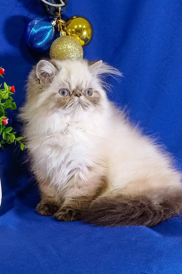 Fluffy white and brown Himalayan cat with a cute squished face in Bosko | Persian Kitten