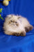 Fluffy white and grey Himalayan cat chilling next to Bosko Persian Kitten product