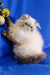 Fluffy white and grey Persian cat playfully reaching for golden Christmas ornaments