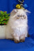 Fluffy white and brown Himalayan cat with a cute flat face featured in Bosko Persian Kitten