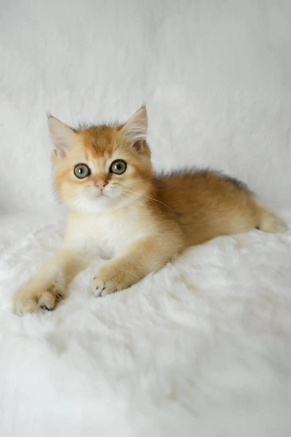 Boss | british shorthair kitten