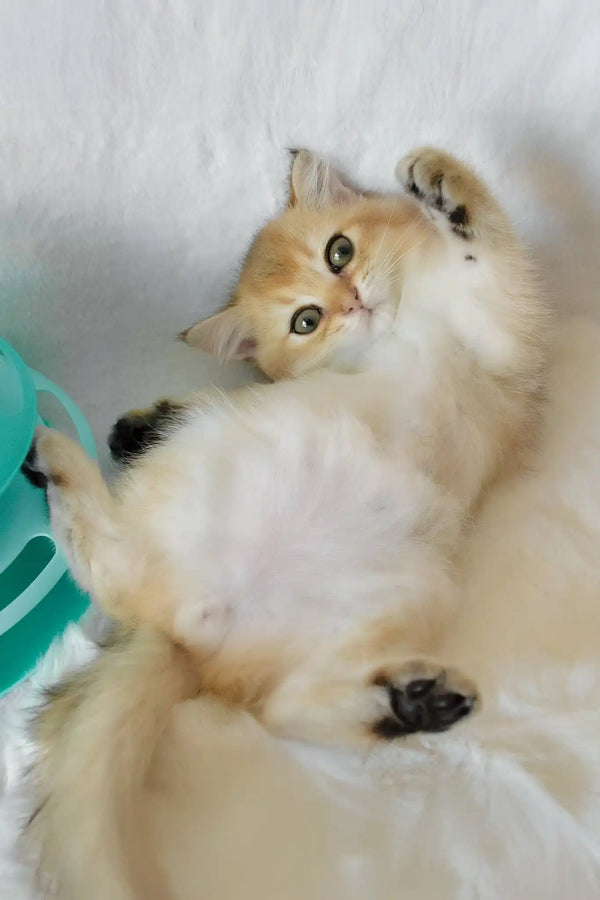 Boss | british shorthair kitten