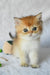 Boss | british shorthair kitten