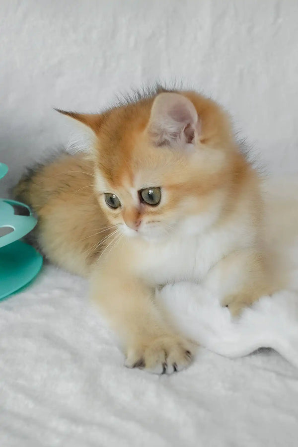 Boss | british shorthair kitten