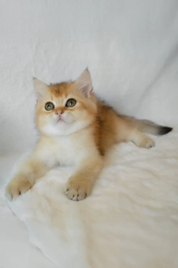 Boss | british shorthair kitten